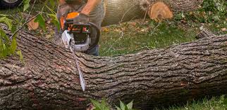 Best Tree Health Inspection  in , OH